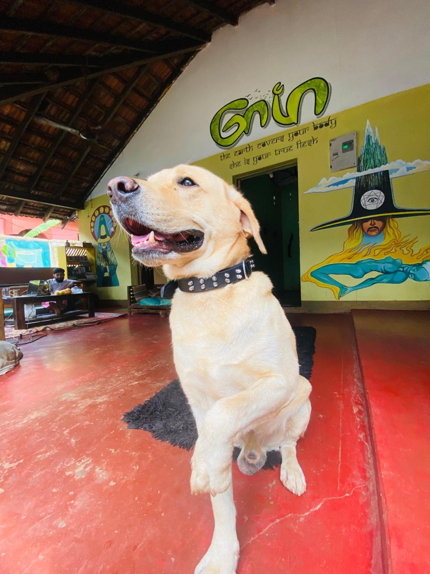 Gaia Hostels 안주나 외부 사진